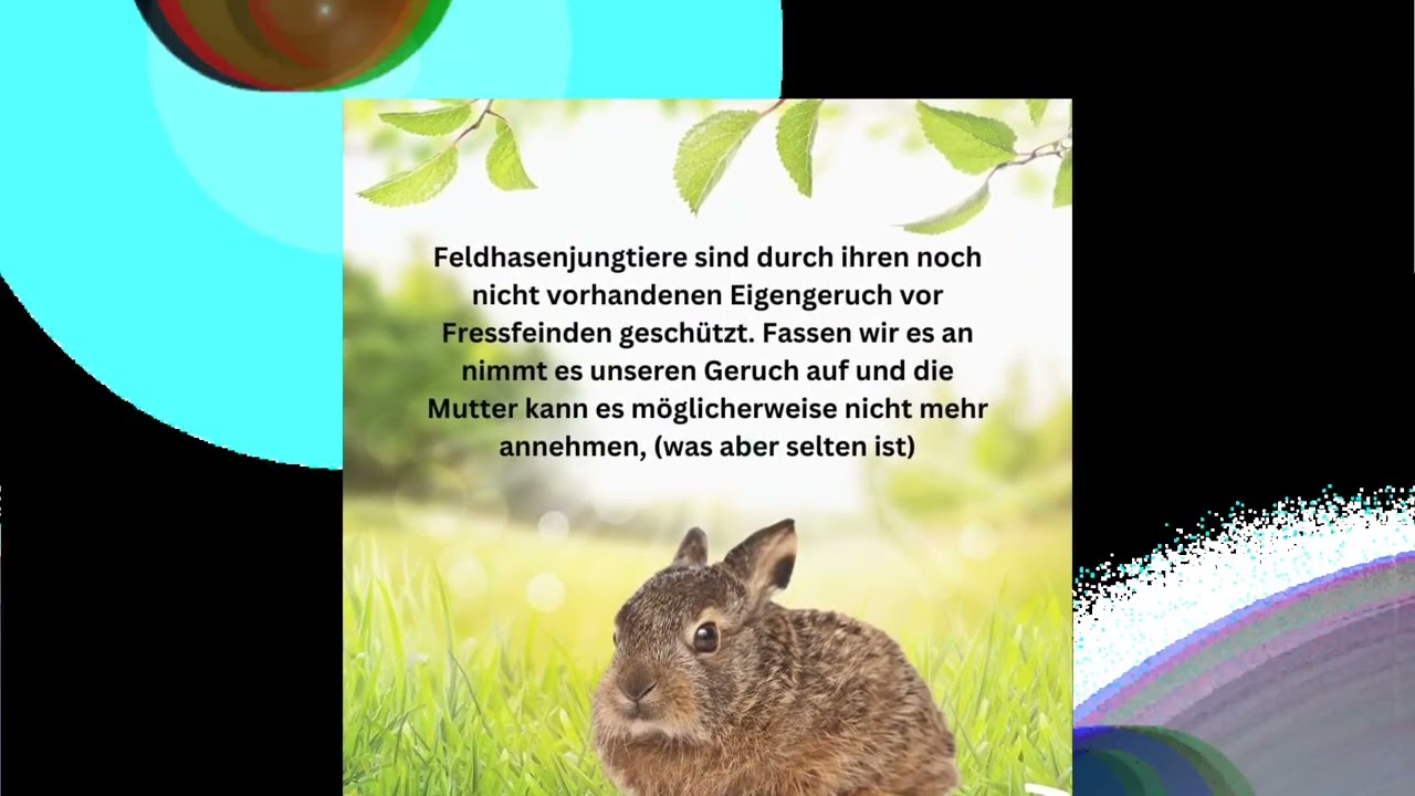 INFORMATIONEN ZUM UMGANG MIT FELDHASENKINDERN (2026/02/21)