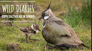 My lucky day at RSPB Saltholme