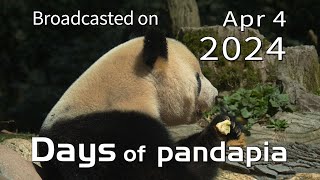 20240404 Broadcast Top Highlights 01 by pandapia HD 311 views 13 days ago 1 minute, 40 seconds