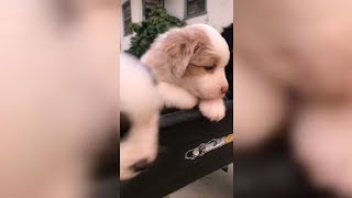 When The Puppy Wagon Pulls Up