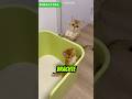 Freche Katze schläft während des Trainings ein 😍❤️
