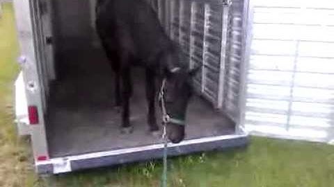Yearling Moriesian Colt - Trailer Loading