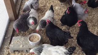 Backyard Chickens Eat Oatmeal on Cold Day