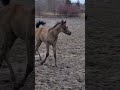 ERAGON ZALIA arabian colt by EKS Farajj @zaliastud868