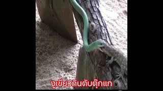 #งูเขียวกินตับตุ๊กแก #ความเชื่อ 1.6พัน
