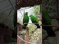 Peaceful Eclectus Parrots | Relaxing Green Birds with Natural Sounds (4K Nature Ambience)