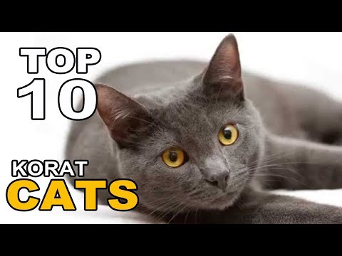 TOP 10 KORAT CATS BREEDS