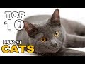 TOP 10 KORAT CATS BREEDS の動画、YouTube動画。