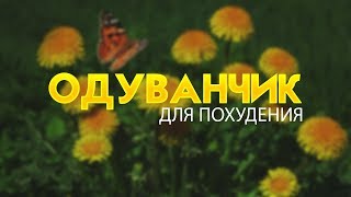 ОДУВАНЧИК ДЛЯ ПОХУДАНИЯ. ТАРАКСАКУМ ОДУВАНЧИК ДЛЯ ПОХУДАНИЯ. ТАРАКСАКУМ
