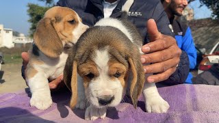 Wholesale Dog Market At Patiala Dog Show by Kunal Gupta 31,201 views 2 years ago 10 minutes, 3 seconds