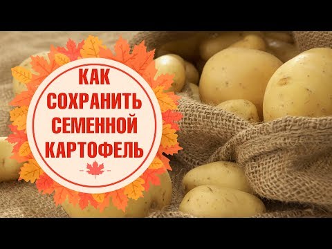 Семенной картофель ✅ Обработка перед хранением ✅ Условия хранения в погребе