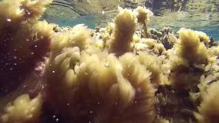 Underwater - The sea of Rhodes (Greece)