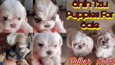 Shih tzu puppies for sale under 400 texas