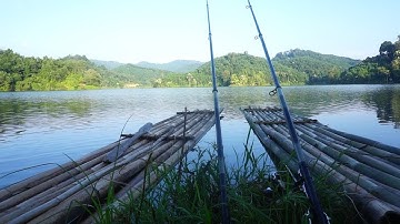 Go fishing giant snakehead in the forest