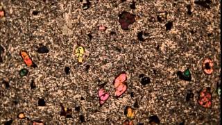 Olivine Phenocrysts in Basalt