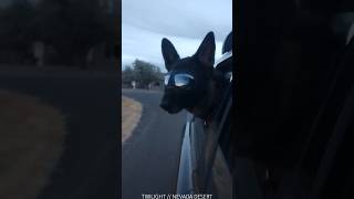 ✨ chasing twilight 🐾 🏜️ Nevada desert void