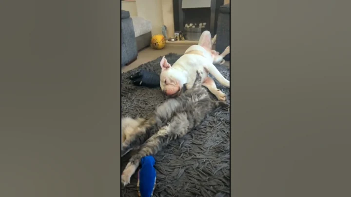Watch the video about Besties 🥰 #animalshorts #fypyoutube #mainecoon #americanbulldog #love #cute #playstationtrophy
