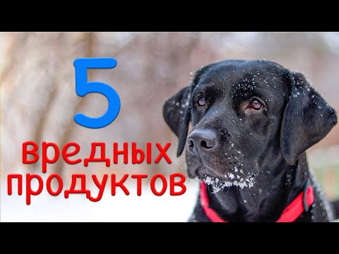 5 вредных продуктов для лабрадора