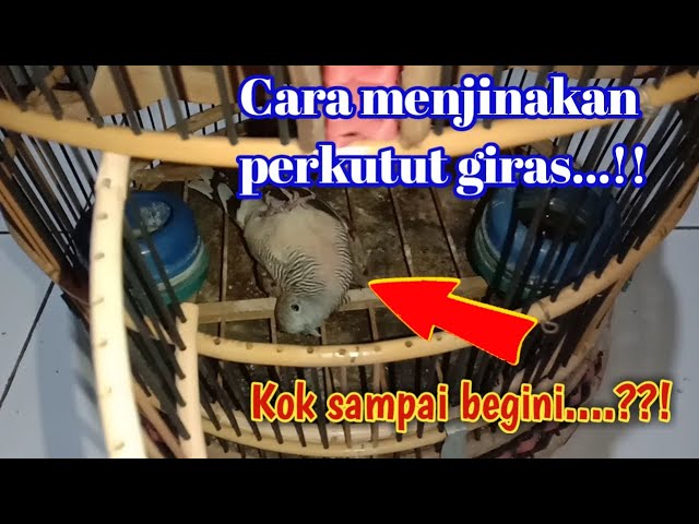 Menjinakkan burung perkutut giras dari ombyokan class=