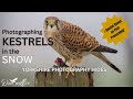 Kestrels in the SNOW