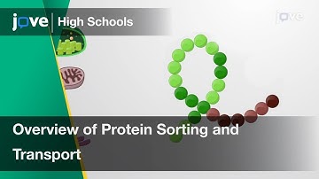 Overview of Protein Sorting and Transport | Cell Bio | Video Textbooks - Preview