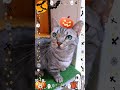 10月といえばハロウィーン！猫もハロウィーン仕様　#マンチカン #ジェネッタ #短足