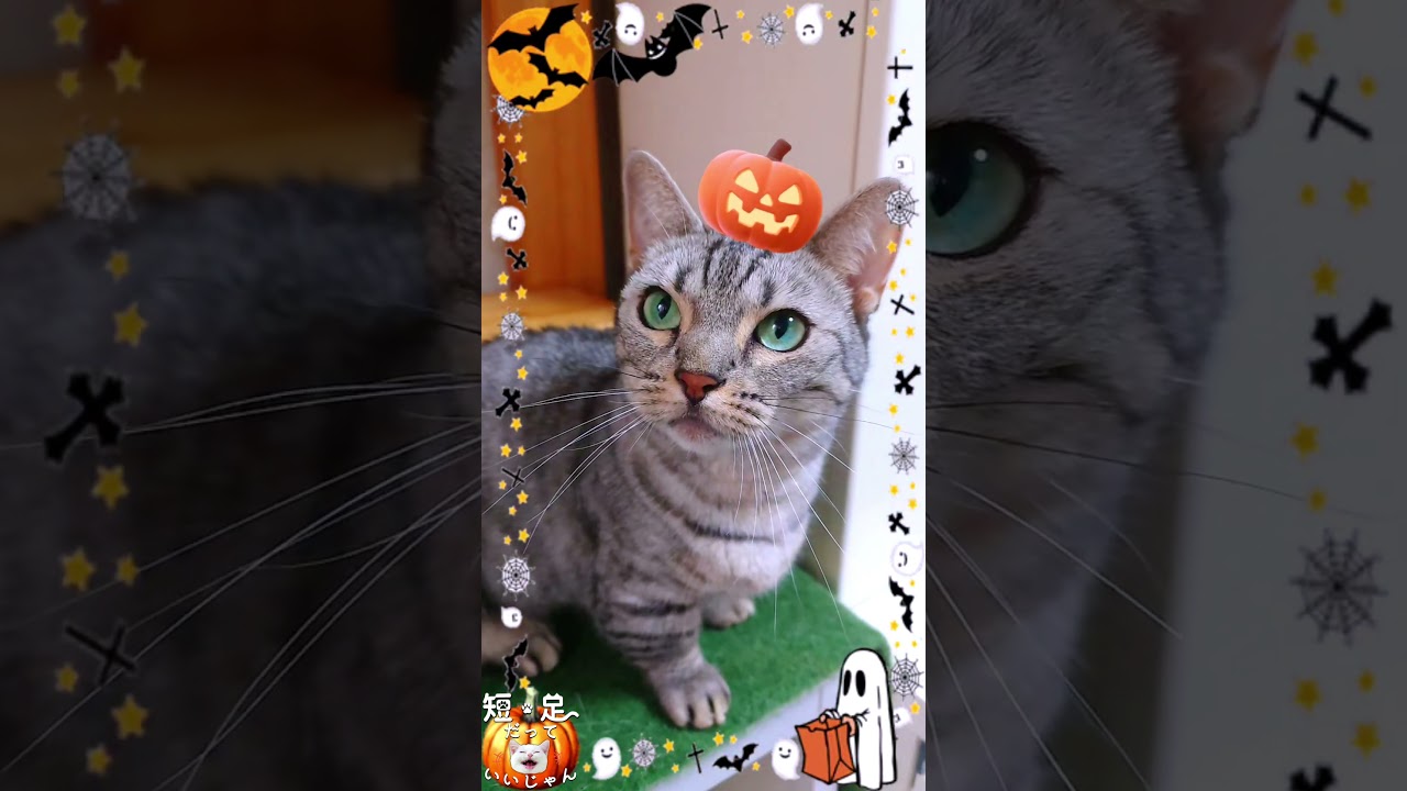 10月といえばハロウィーン！猫もハロウィーン仕様　#マンチカン #ジェネッタ #短足