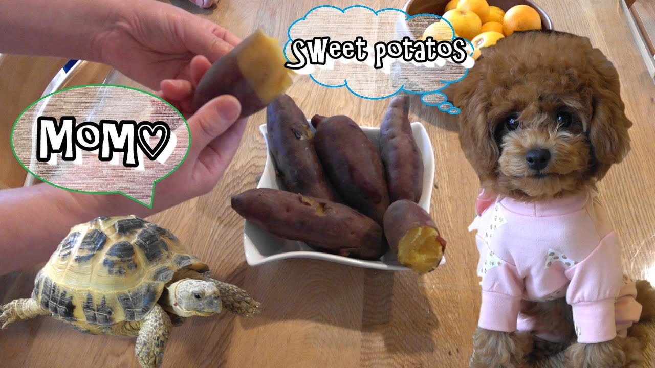 【おやつ】さつまいもに目がハートの子犬＆ママに一途なリクガメ♡【トイプードル】Puppy&tortoise【cute