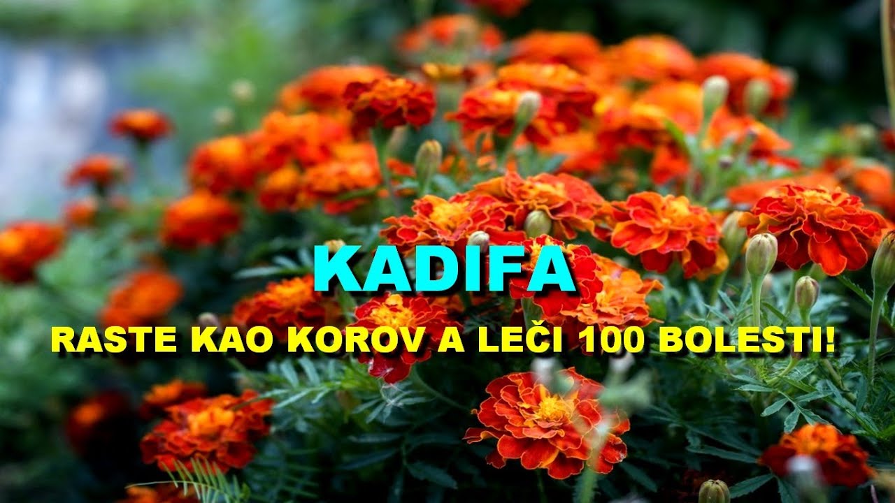KADIFA - RASTE KAO KOROV A LEČI 100 BOLESTI!