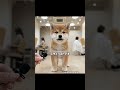 #豆柴 #子犬 #犬 #美容室 #スタイリスト