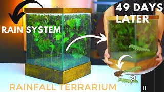 i made a rainfall paludarium 49 days ago, this happened | update and maintenance video