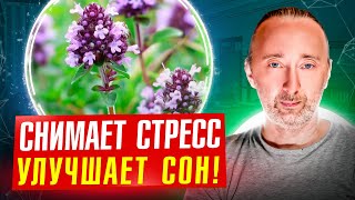 Чабрец Уберёт Стресс, Инфекции И Головную Боль; Улучшает Сон, Зрение, Нервы, Работу Жкт! Тимьян.