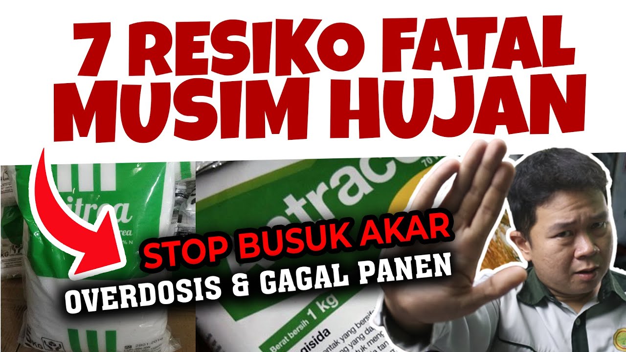 STOP BUSUK AKAR.❗❗❗  7 RESIKO FATAL SAAT MUSIM HUJAN | Cegah Gagal Panen