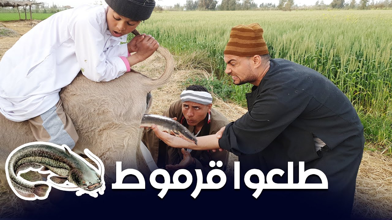 حمارة الحاج بسيونى | تولد قرموط | لن تصدق ماحدث شاهد اغرب قرموط #كوميديا_فلاحين