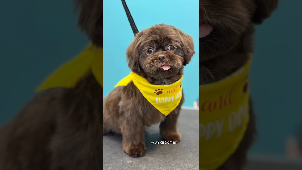 ShihTzu puppy, first grooming 💈 Dog grooming Austin / Cedar park / Leander, Tx 