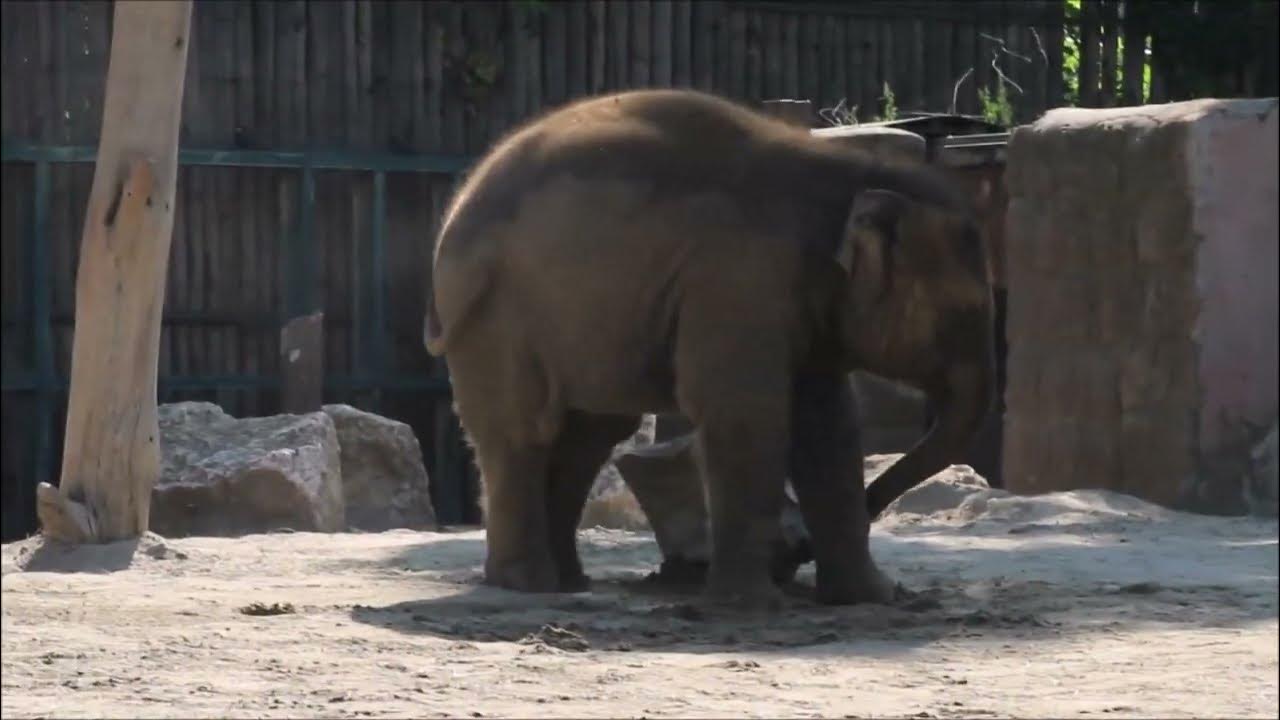 A kis kőbányász YouTube