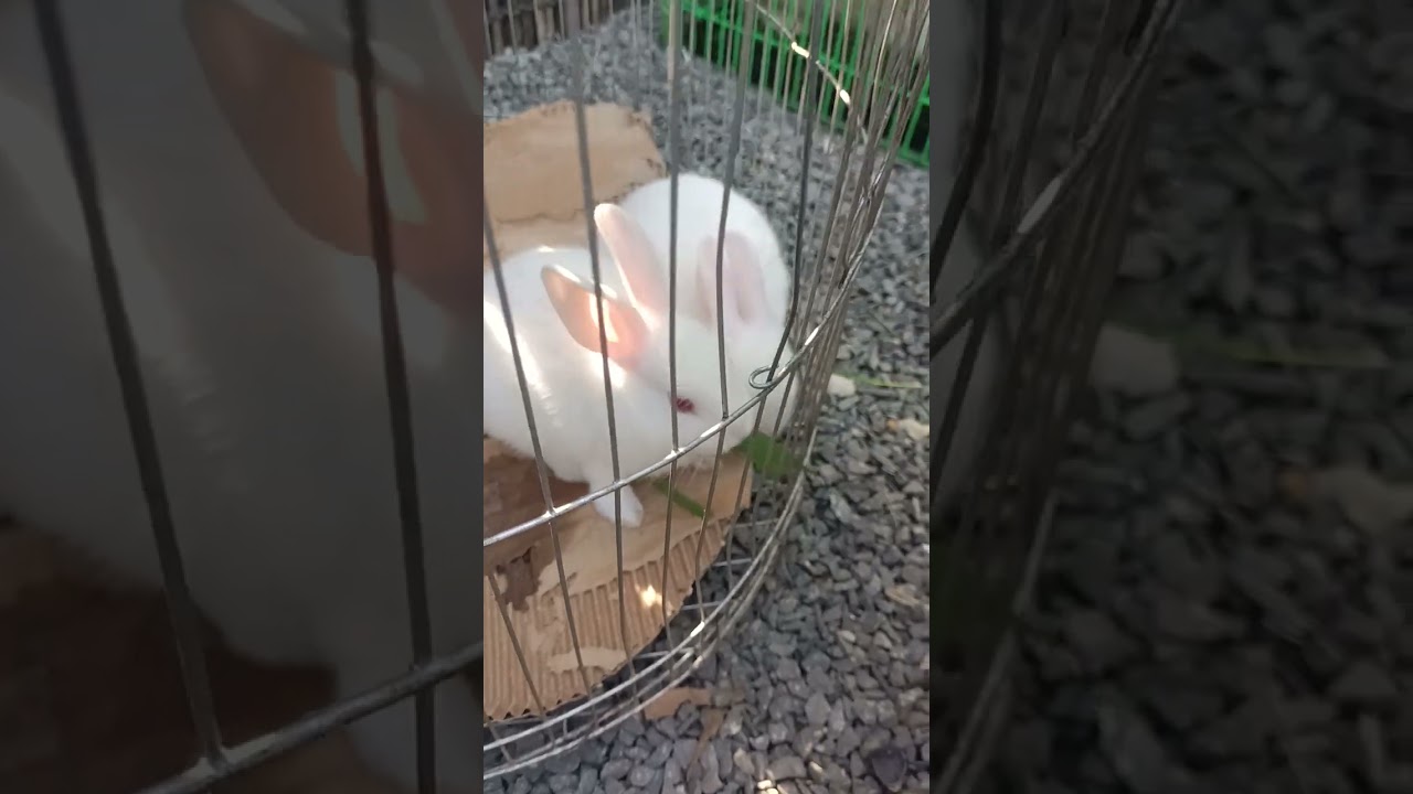 Coffee shops and Rabbit family life 