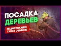 Правильная посадка деревьев. Не допускайте таких же ошибок!