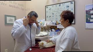 Pierson Pet Hospital - Short Davison MI