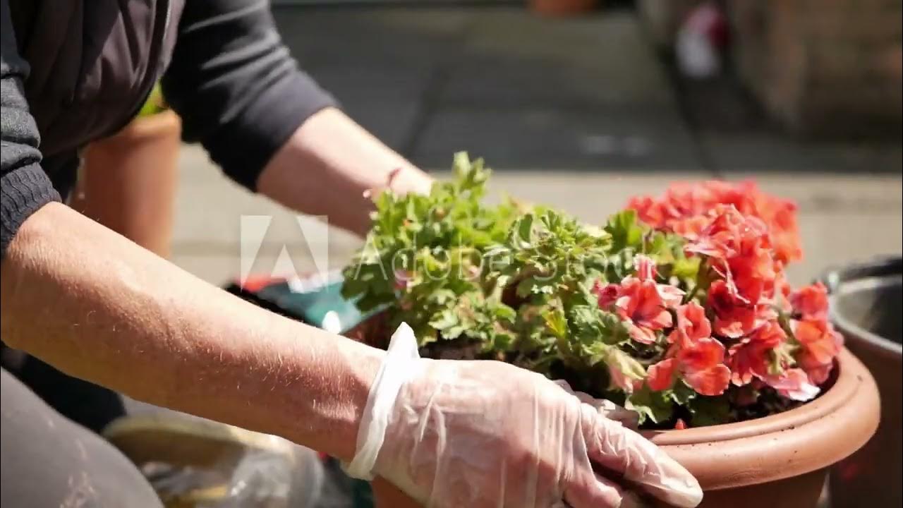 How to start Geranium Plant farming Geranium agriculture with Profit