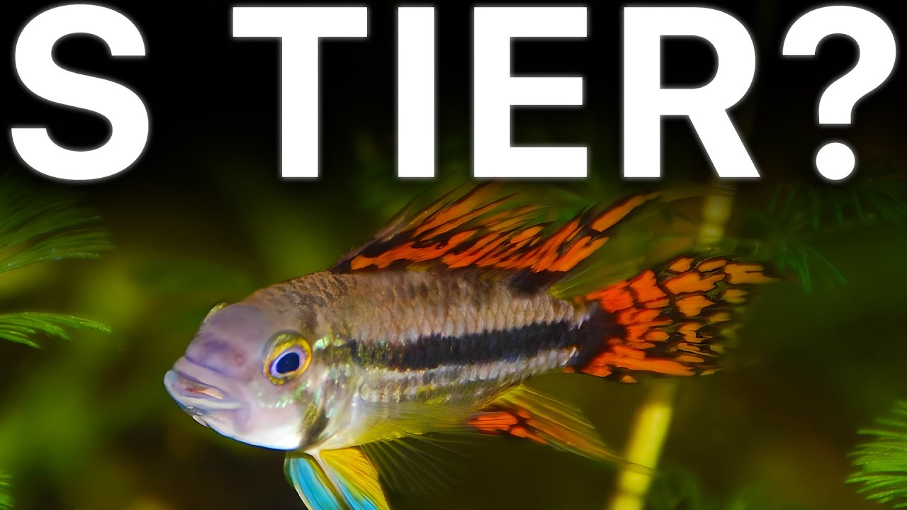 Рейтинг ЛУЧШИХ апистограмм (Tierlist)