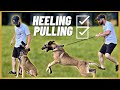 My MALINOIS Is TIRED After Doing This Exercise For 5 MINUTES!