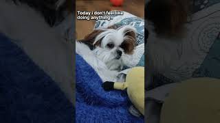 Cute Shih Tzu Puppy 😍| Funny Puppy | Shih Tzu | #shorts #dog #reels #tiktok #youtubeshorts
