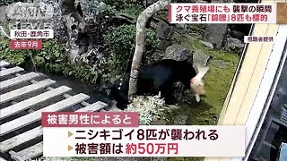 襲撃の瞬間　クマが養殖場にも　泳ぐ宝石「錦鯉」8匹も標的(2023年10月26日)