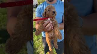 #puppybreeder #minigoldendoodle Https://www.minigoldendoodlesofcapecodllc.com/available-puppies