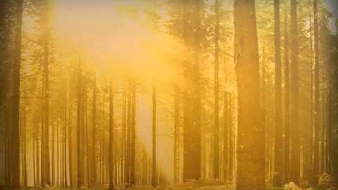 Fall Forest Trees PowerPoint Video Background