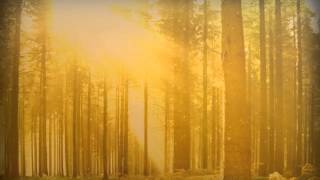 Fall Forest Trees PowerPoint Background