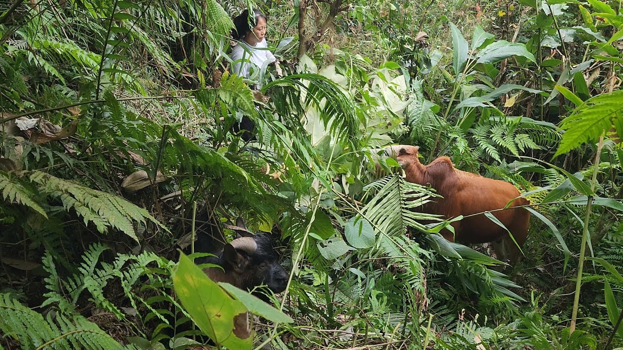 The maid led the cow and goat to find food, brought it back for the whole herd,   cooking pig feed