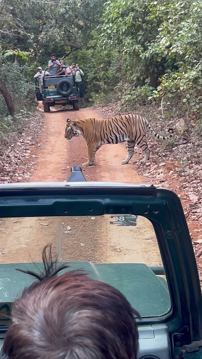 Ranthambore National Park #tiger #safari #tigersafari #wildlife #viralshorts