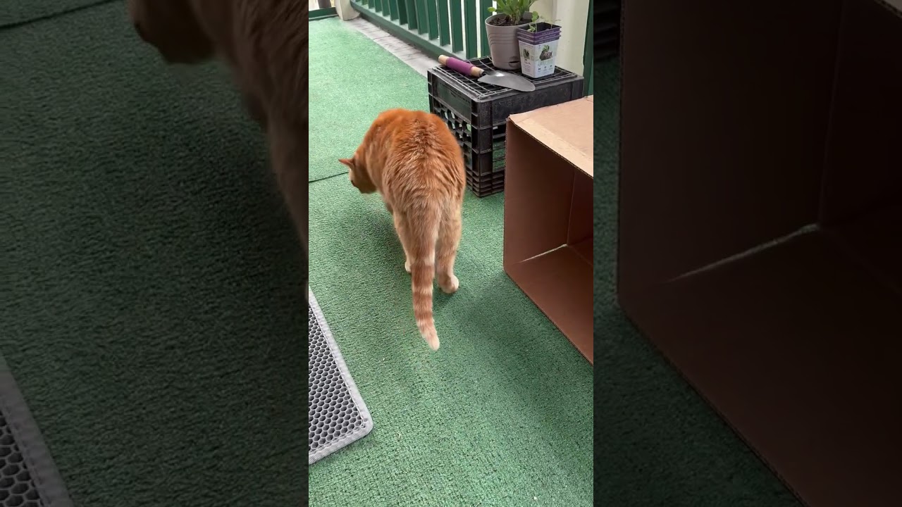 Evening cat video Meow 😸 Thunder Buddy say 